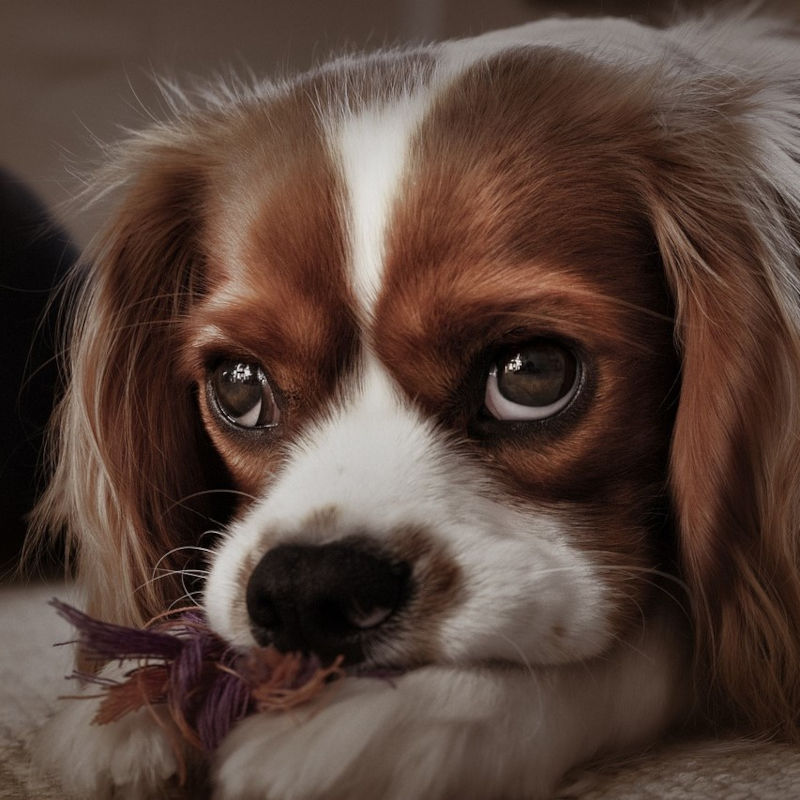 king charles spaniel - pies dla seniorq