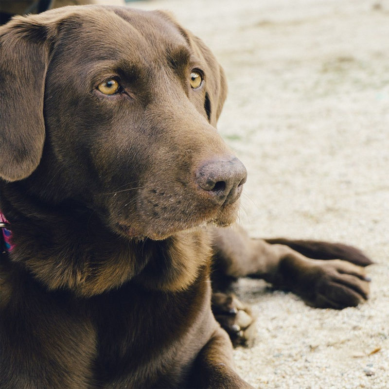 labrador, pies dla aktywnych seniorów