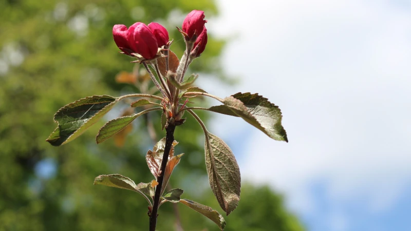 ogród botaniczny pan w powsinie