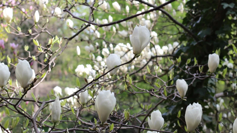 ogród botaniczny w powsinie magnolie