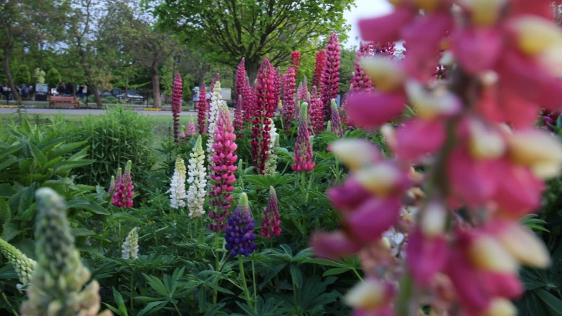 ogród botaniczny w powsinie