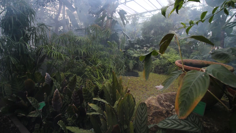 ogród botaniczny w powsinie szklarnie