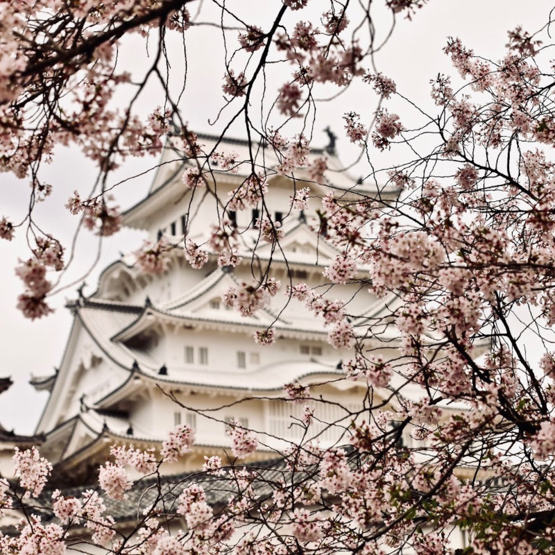 Japonia sakura