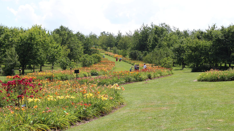 Arboretum Wojsławice liliowce